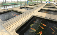 日本最有名的锦鲤渔场