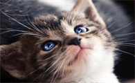 猫什么时候换牙