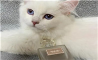 猫咪能闻香水吗