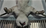 猫咪为什么要绝育
