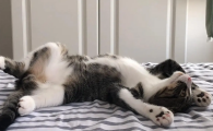 猫睡觉姿势含义图解