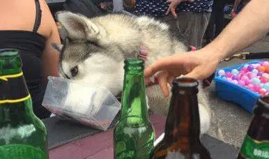 哈士奇趁主人不注意偷喝了酒,结果直接晕了 哈士奇趁主人不注意偷喝了酒,结果直接晕了