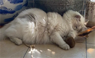 猫咪拉出一半绳子怎么办