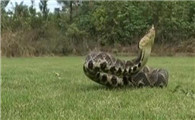 五步蛇对战眼镜王蛇视频