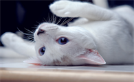猫突然疯了一样扑人抓人