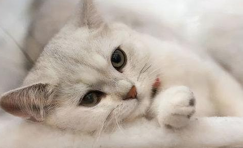 40度没有空调猫咪怎么办 40度没有空调猫咪怎么办