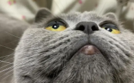 猫咪下巴毛囊炎脓包照片