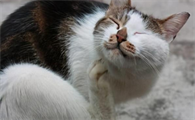 猫身上的跳蚤长什么样