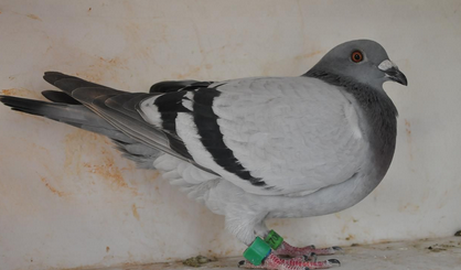 国血信鸽特征 国血信鸽特征