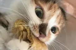 猫咪爱偷吃，就算是热乎乎的丸子也要直接抢，为了吃被烫也不怕