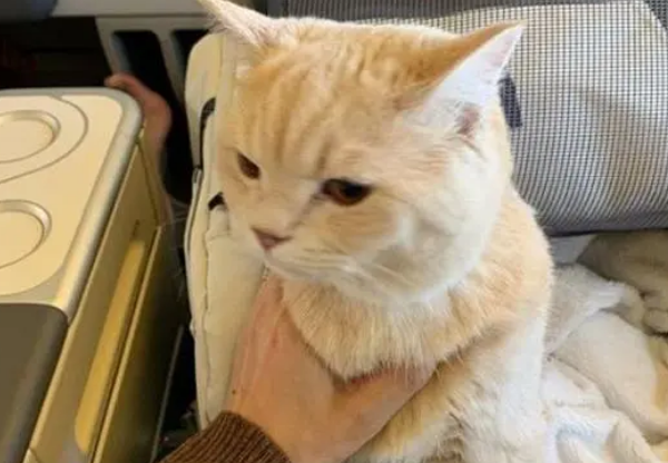 橘猫太胖上不了飞机，成功减肥后如愿以偿，和铲屎官一起坐飞机