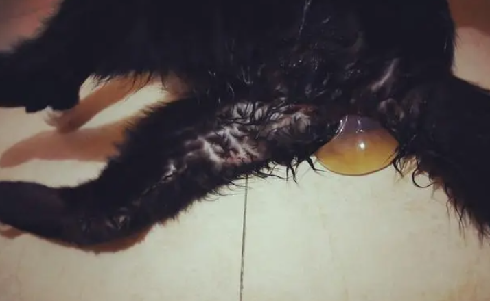 猫咪羊水破了多久生产 猫咪羊水破了多久生产