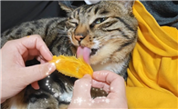 猫咪能吃芒果吗