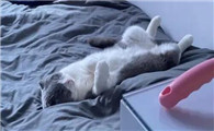 猫睡在床上的位置和主人关系