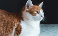 猫咪能吃奶酪棒吗