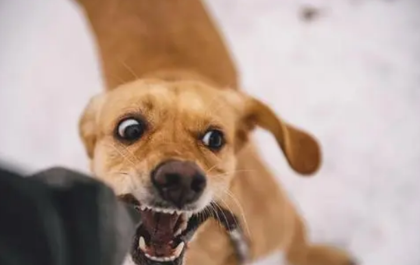 狗狗被打服了的表现