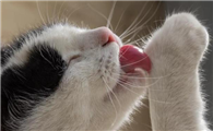 猫咪一直舔自己身上是怎么回事