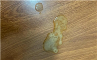 猫咪一直吐黄水是什么原因