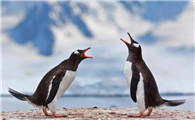 澳洲企鹅是什么品种
