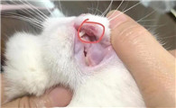 猫咪口腔溃疡多久能好 图片