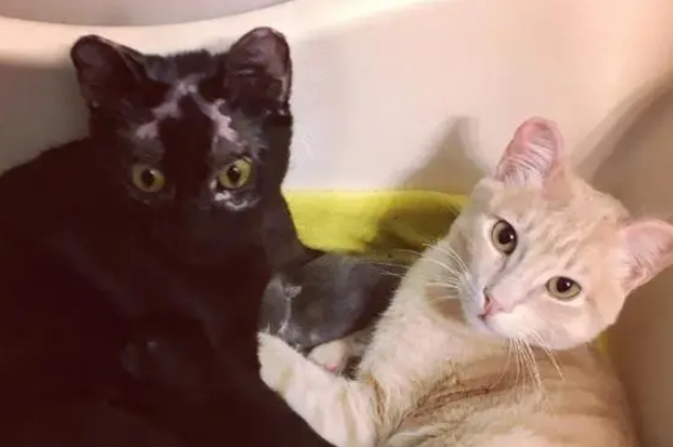 两只流浪猫结伴生活,还有了“爱情结晶”,感情好得让人羡慕 两只流浪猫结伴生活,还有了“爱情结晶”,感情好得让人羡慕