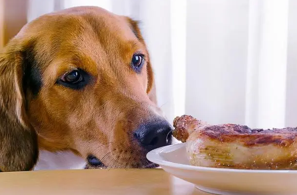 狗狗能吃100种食物