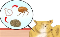 猫绦虫会通过床单传染吗