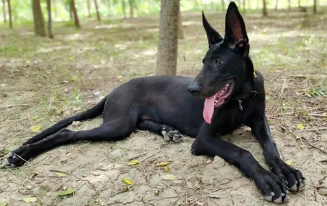 黑狼犬尾巴的特征图片