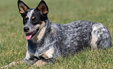 澳洲牧牛犬肩高 澳洲牧牛犬肩高