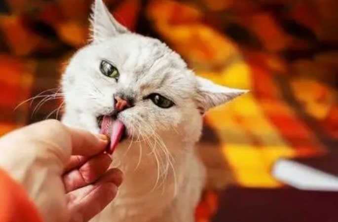 猫咪舔人的手是啥意思