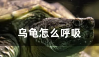 奇异的呼吸法:乌龟是如何用屁股呼吸的? 奇异的呼吸法:乌龟是如何用屁股呼吸的?