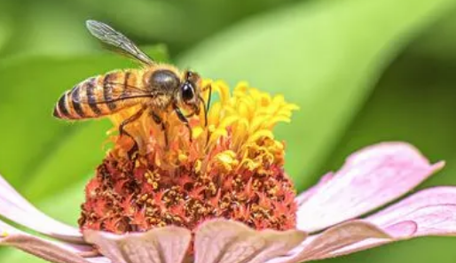 蜜蜂采蜜是用嘴还是用脚