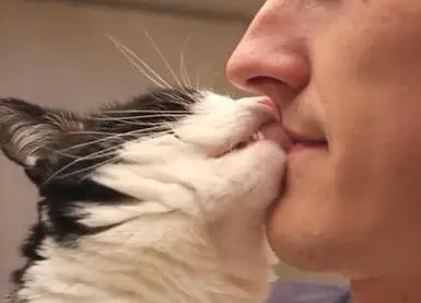 猫咪知道主人在亲热吗 猫咪知道主人在亲热吗