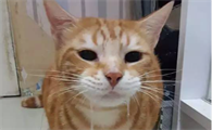 猫咪吐白沫是怎么回事