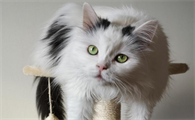 猫咪怀孕四十天一直叫