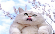 猫咪突然特别黏你预兆