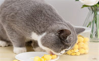 猫能吃鸡蛋黄不?