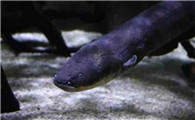 海里面有电鳗吗