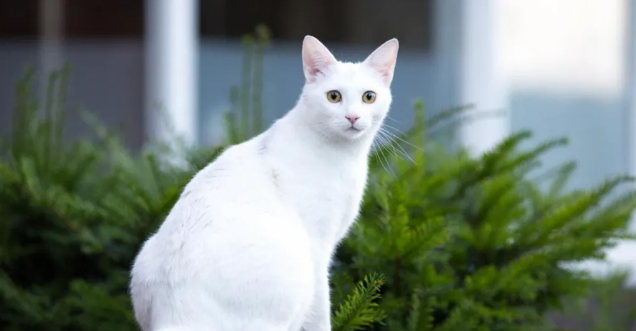 为什么都说白猫在猫圈混得最惨呢? 为什么都说白猫在猫圈混得最惨呢?