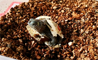 墨西哥蛋龟孵化