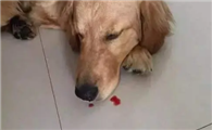 狗狗被打的流鼻血了没事吧
