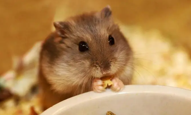 人的食物有哪些是仓鼠可以吃的?有哪些是不能吃的? 人的食物有哪些是仓鼠可以吃的?有哪些是不能吃的?