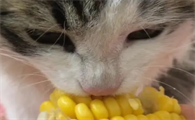 猫咪可以吃玉米吗