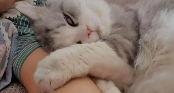 猫咪喜欢什么样的主人
