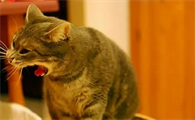猫咪吐水是什么原因引起的 猫咪吐水是什么原因引起的