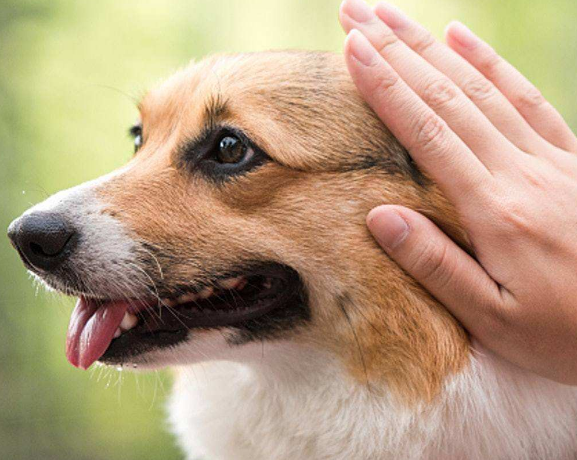 狗狗送人有什么忌讳 狗狗送人有什么忌讳