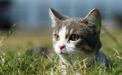 猫咪两岁相当于人几岁 猫咪两岁相当于人几岁