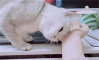 猫咪总是拿头蹭东西
