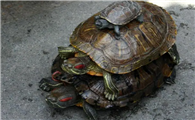 你对温室龟是否完全了解，愿意接受温室龟吗？