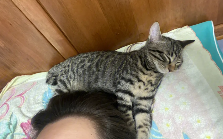 猫睡头顶有鬼
